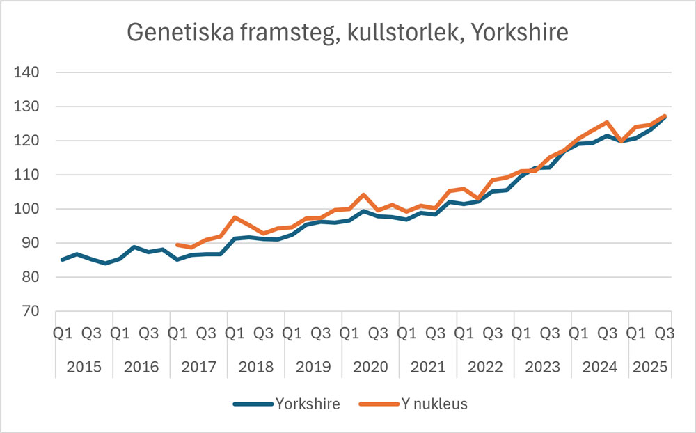 MA Yorkshire kullstorlek