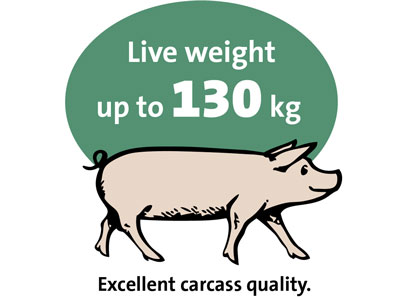 Live Weight